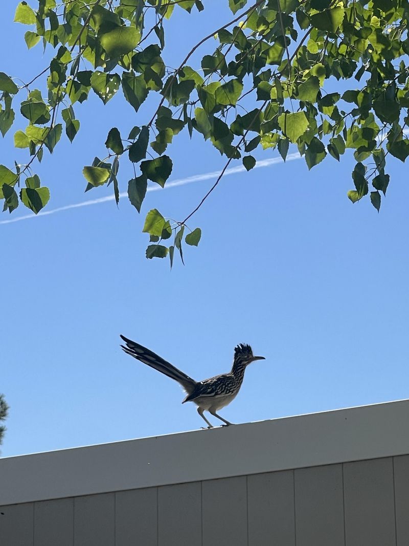 Greater Roadrunners