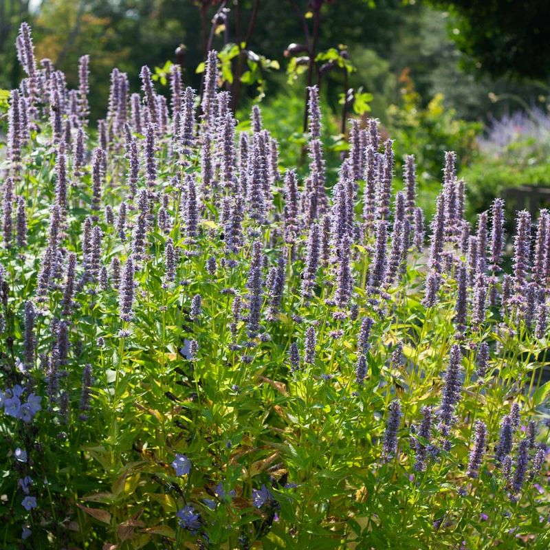 Anise Hyssop (Agastache)