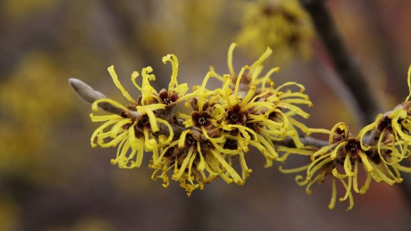 Witch Hazel (Hamamelis)