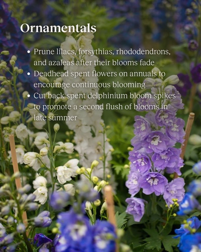 Use this after-bloom checklist