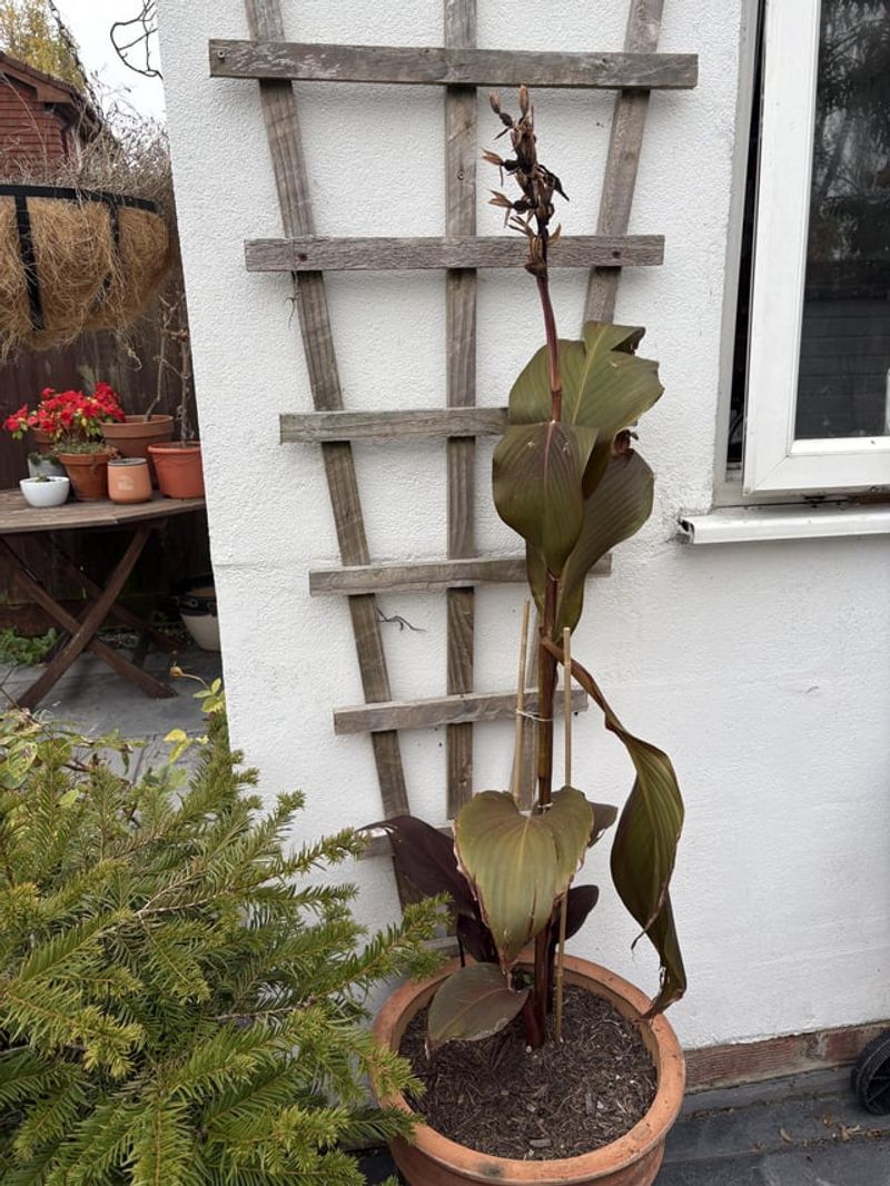 Wait for Frost to Blacken the Leaves