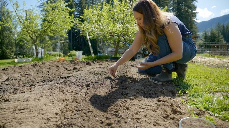Prepare a late-summer bed for germination