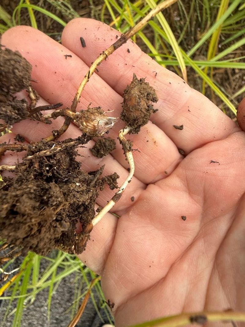 How tubers help the weed return