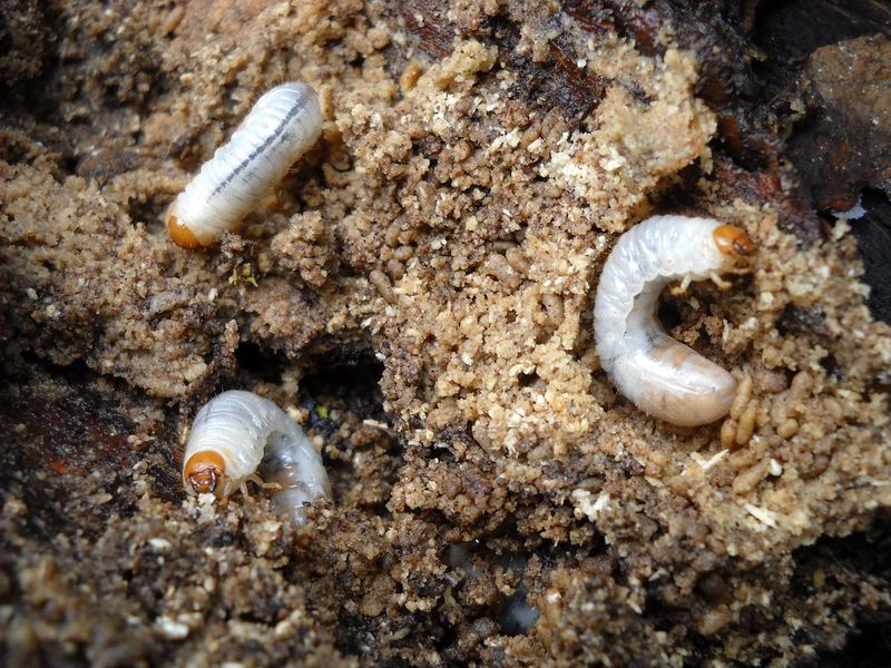 Pest Infestations