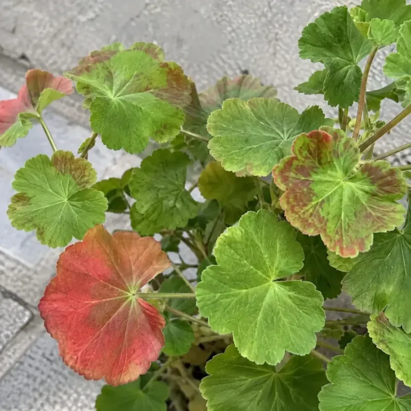 Read the Leaves for Hunger Clues
