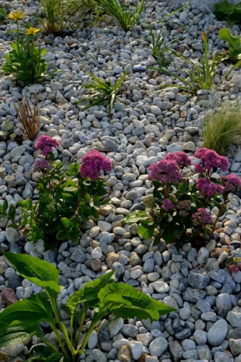 Avoid Inorganic Mulches Like Rocks Or Gravel