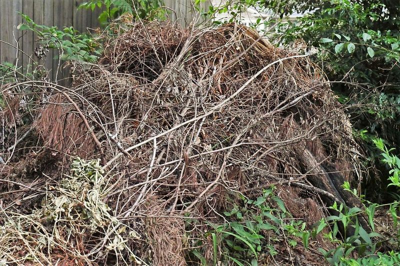 Hauling Away Fallen Branches