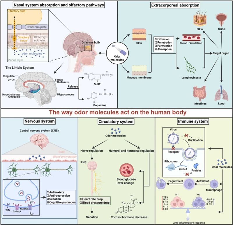 Controlled studies find mixed human responses