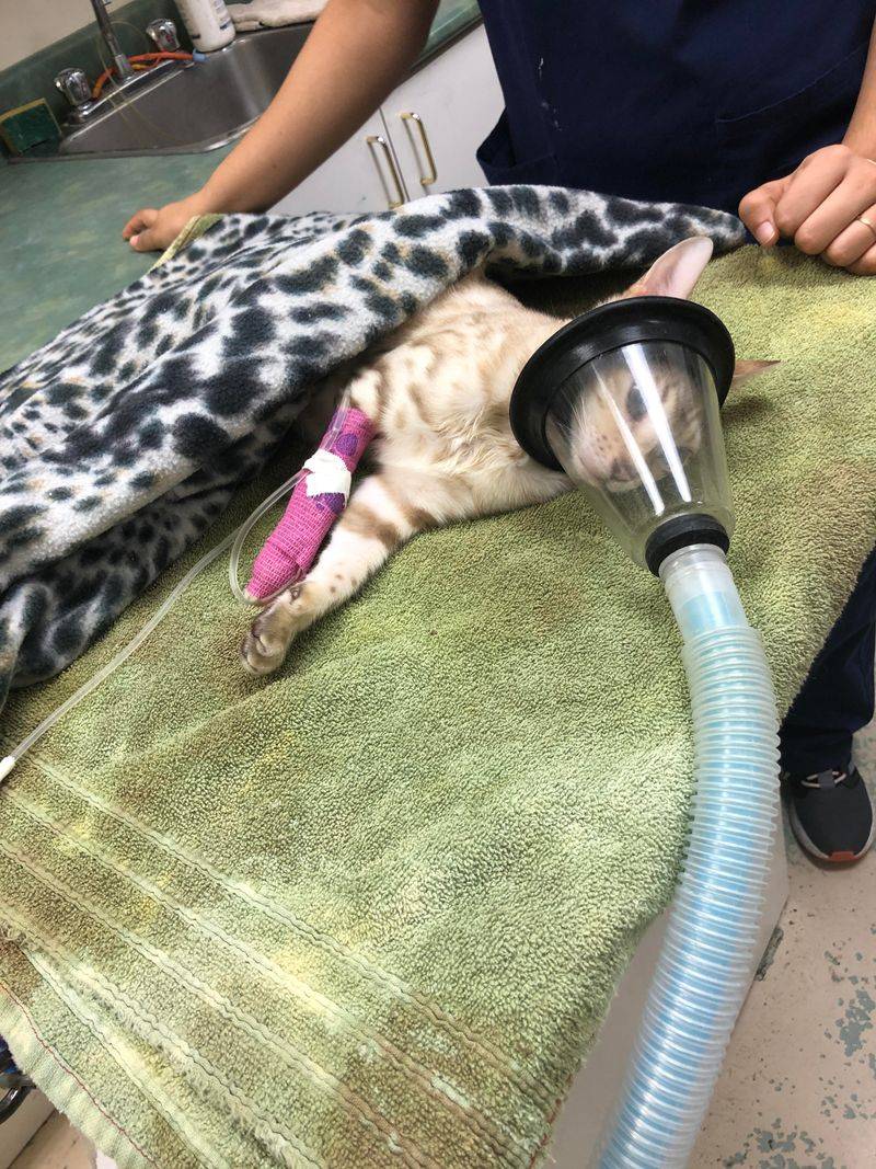 Keep concentrated catnip oil away from pets