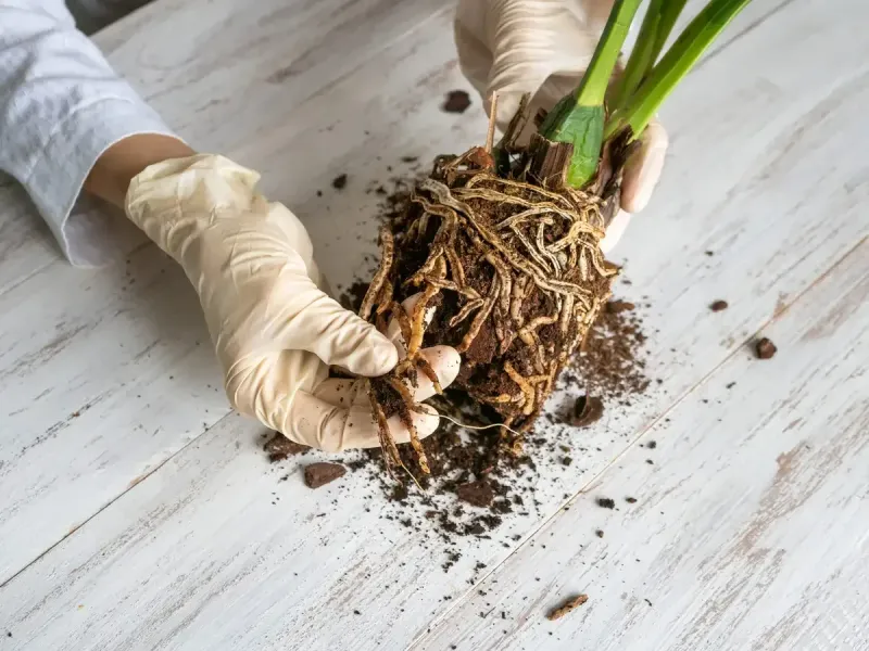 Treat limited rot by replacing the damaged root environment