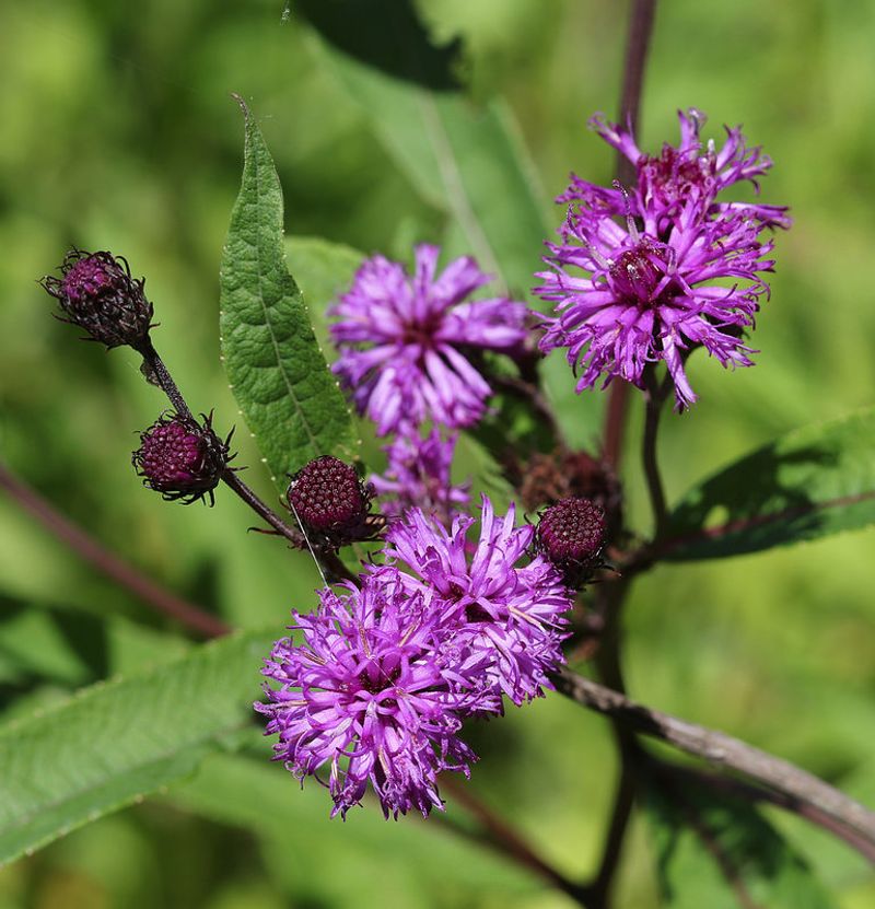 New York Ironweed