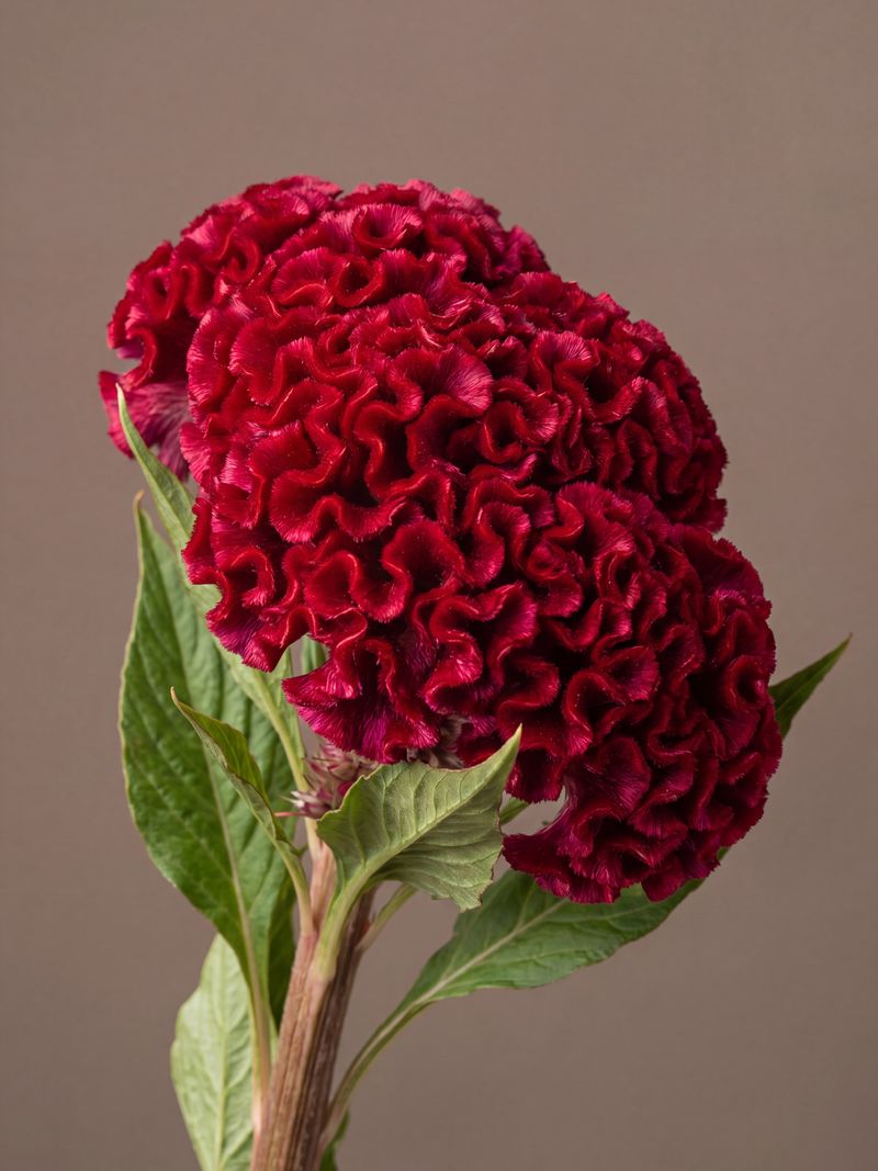 Celosia