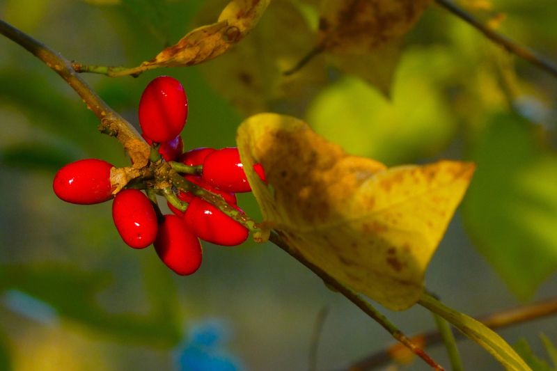 Spicebush (Lindera benzoin)