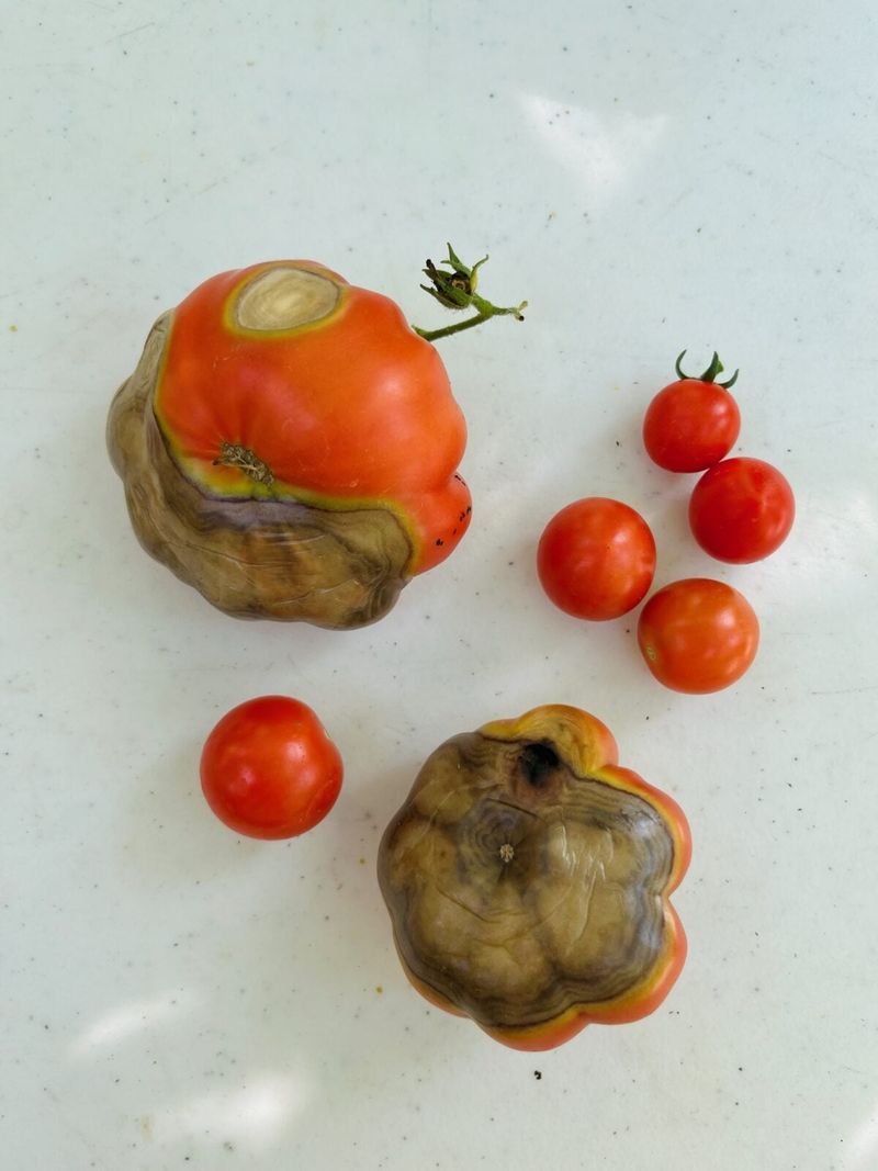 Letting Fruit Touch Bare Soil