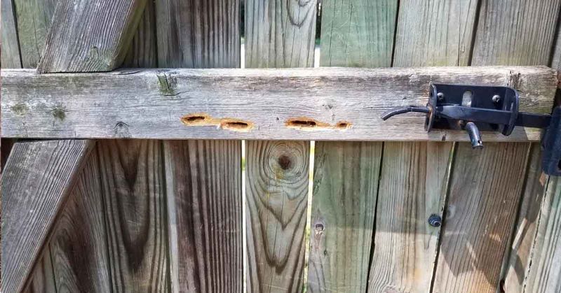 The nearby nest explains more than the hovering does