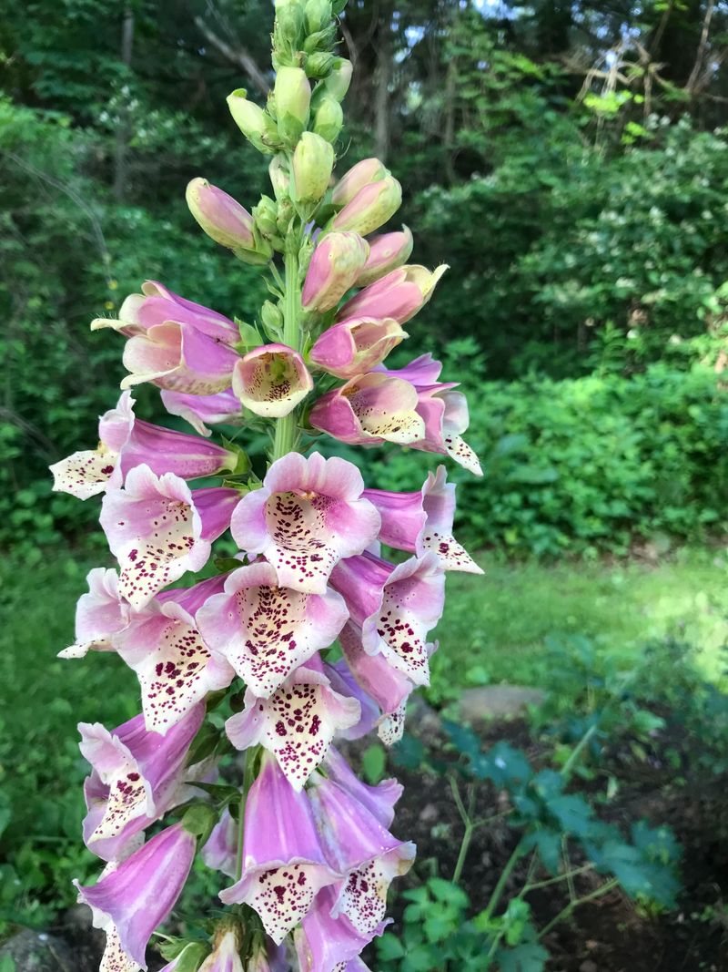 Foxglove (Digitalis purpurea)
