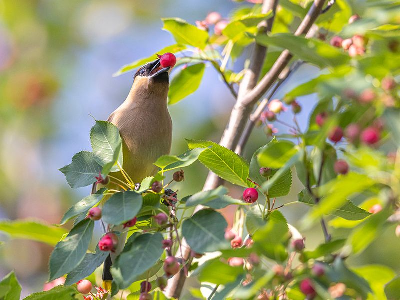 Serviceberry