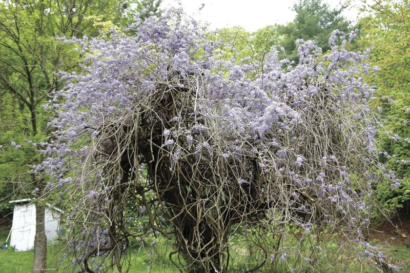Check the vine’s age and growing conditions if flowers remain scarce