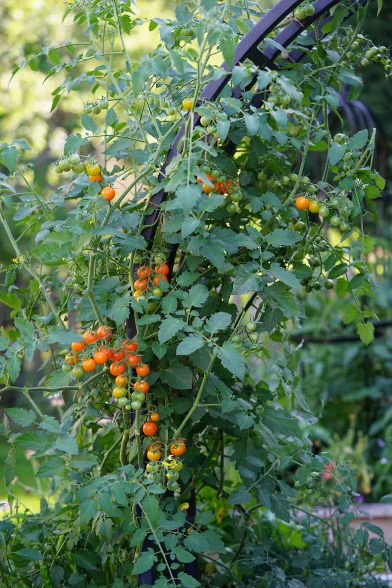 Maintain Sufficient Foliage to Shade Fruit