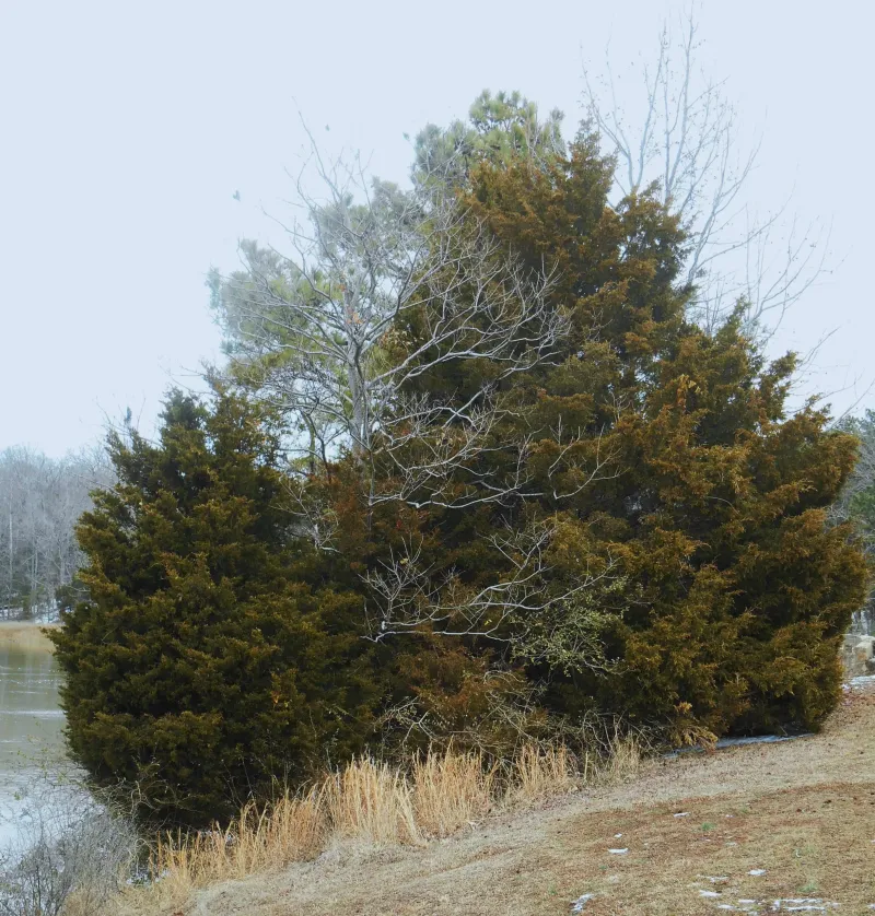Removing Evergreen Cover for a Clean Look