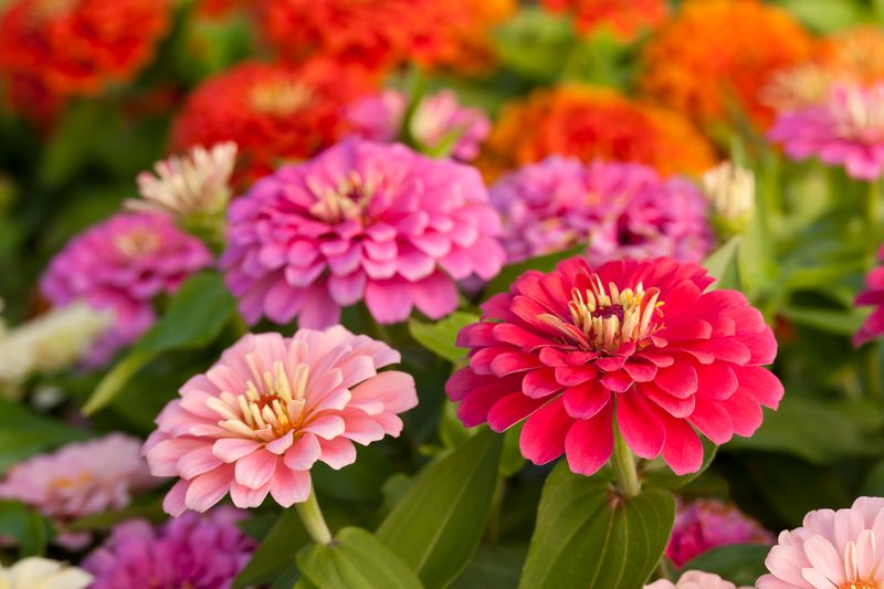 Select Healthy Zinnia Blooms for Seed Saving