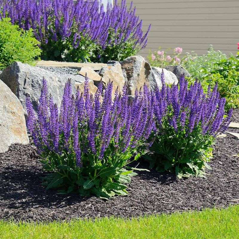 Salvia (Perennial Sage)