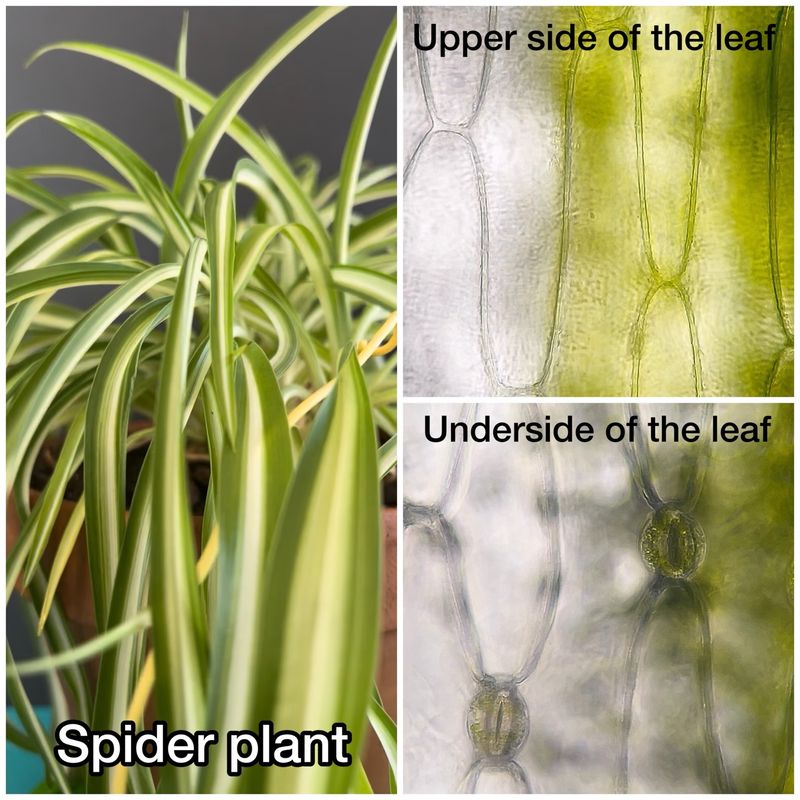 The leaf’s ridges may help particles stick