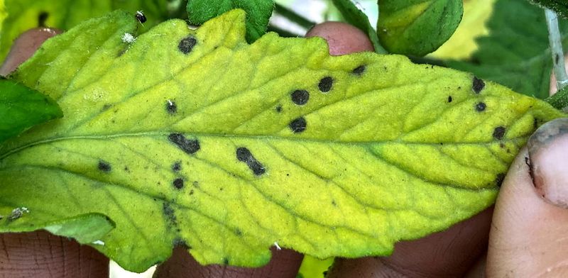 Septoria Leaf Spot