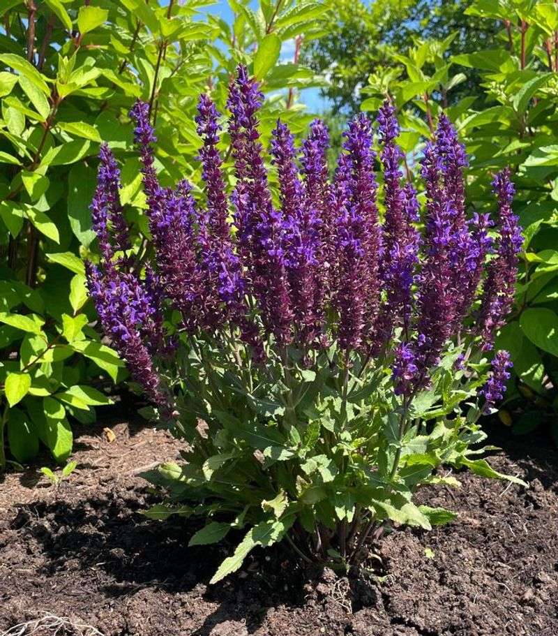 Salvia (Salvia nemorosa)