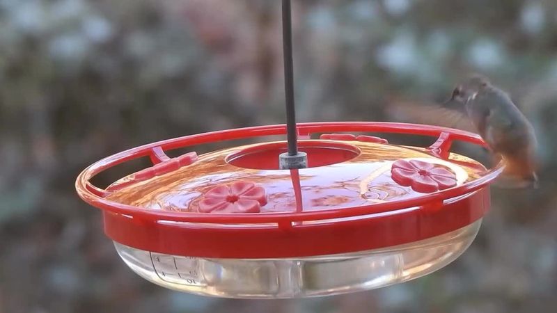 Use local sightings, not a statewide calendar