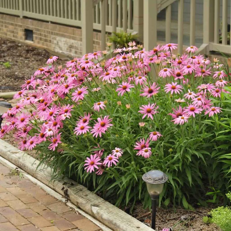 A Neglected Corner You Forget to Water