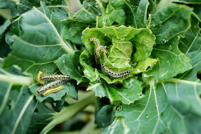 Account for cultivar differences and fall pests