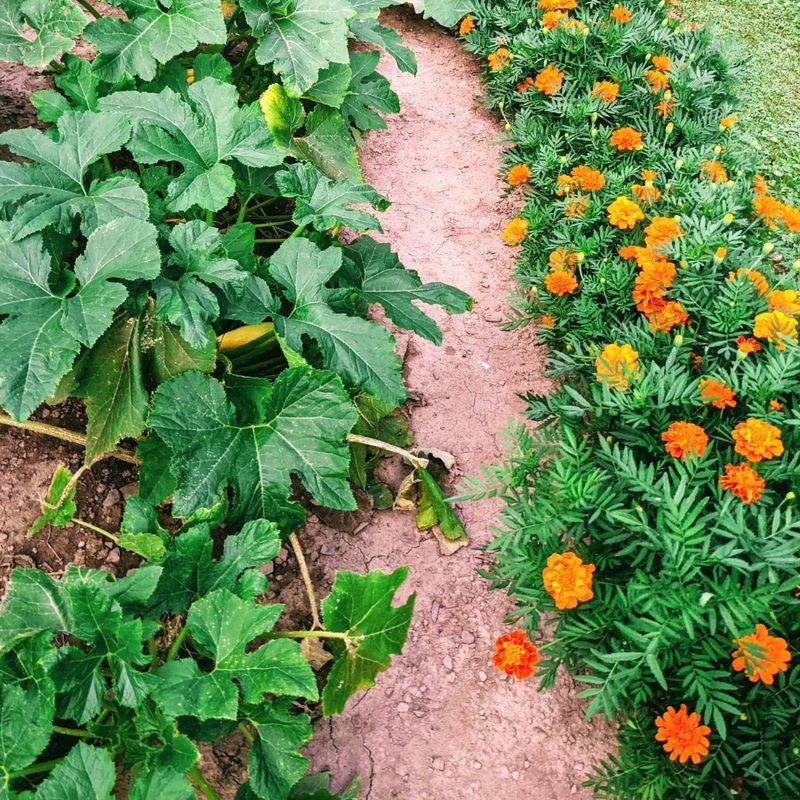 Plant Marigolds Nearby to Repel Pests by Scent