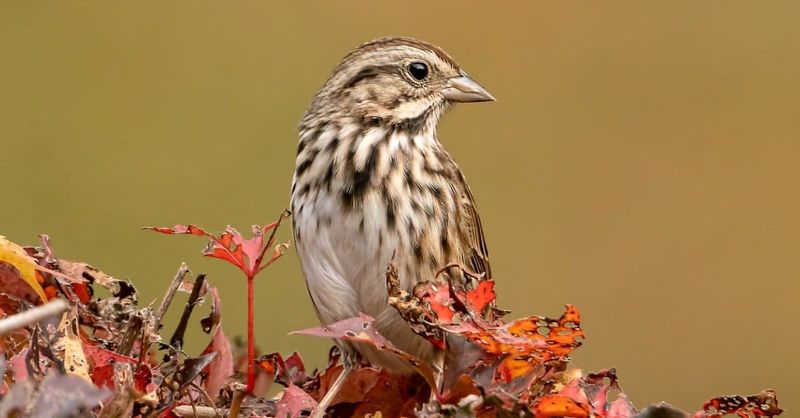 Song Sparrow