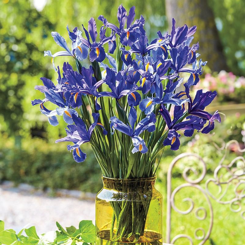 Dutch Iris