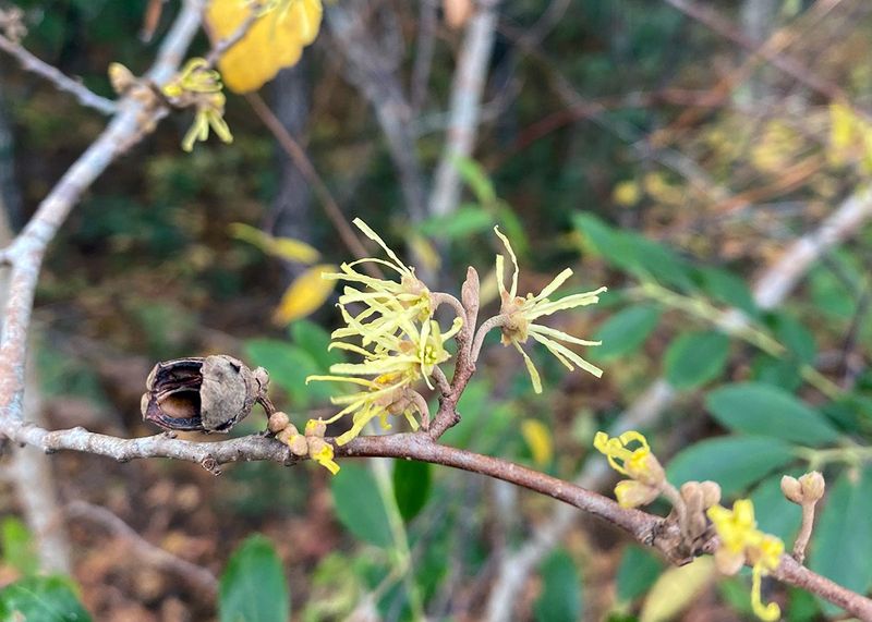 Witch Hazel (Hamamelis virginiana)