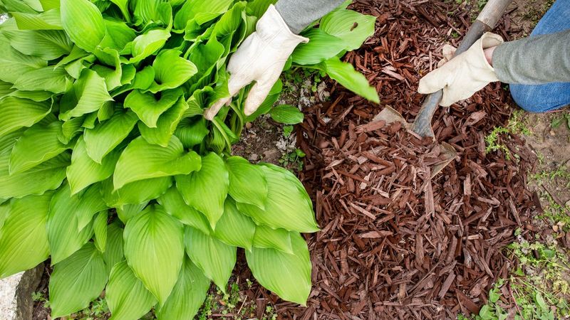 Apply a Protective Layer of Mulch