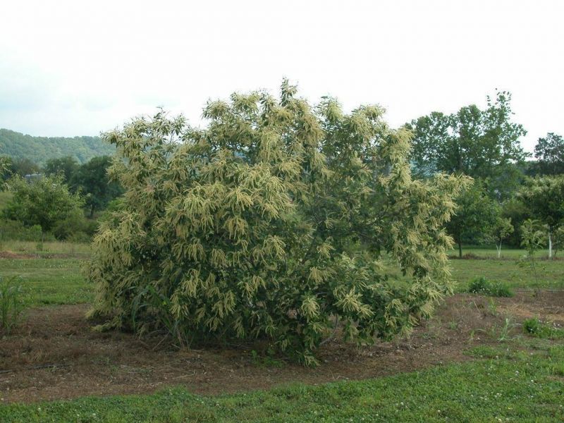 Give it room and well-drained soil