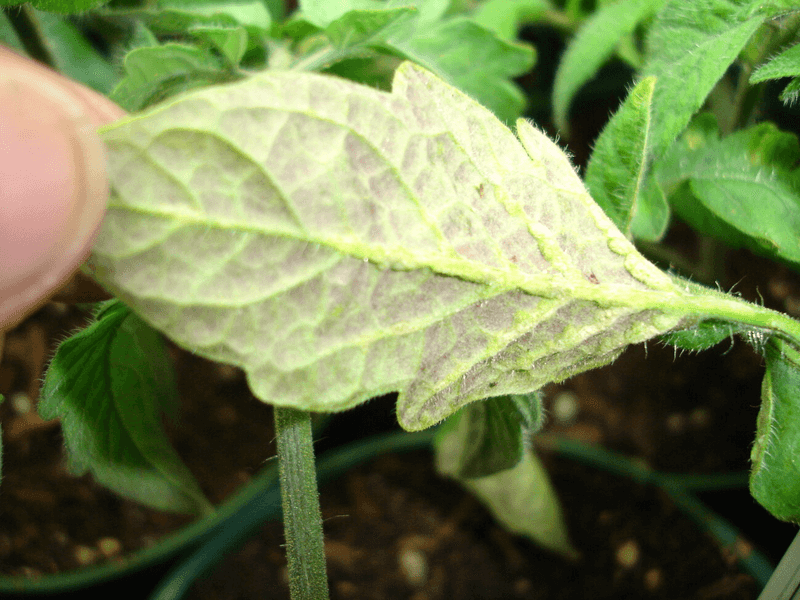 Ignoring Phosphorus Deficiency