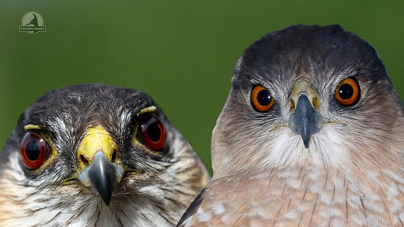 Identify the hawk before interpreting the corner