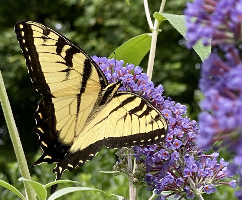 Butterfly Bush (Buddleja davidii)
