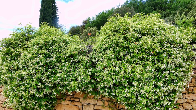 Avoid Turning Fertilizer Into a Foliage Stimulator