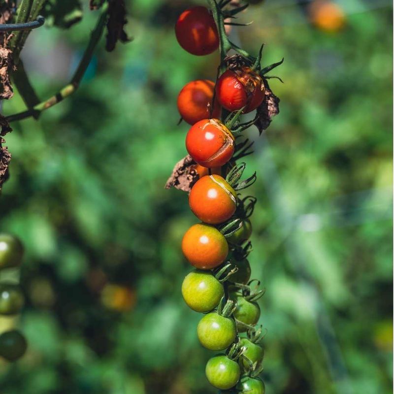 Weather and remaining foliage still determine ripening