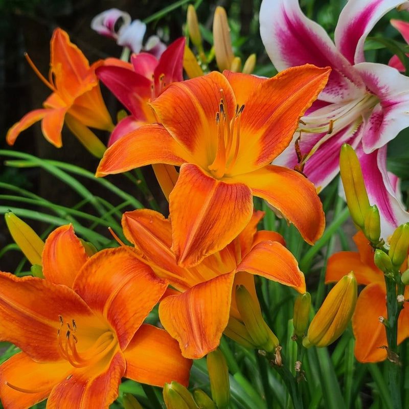 Daylilies