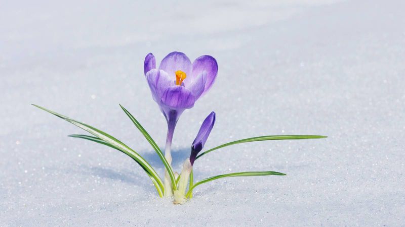 Crocus