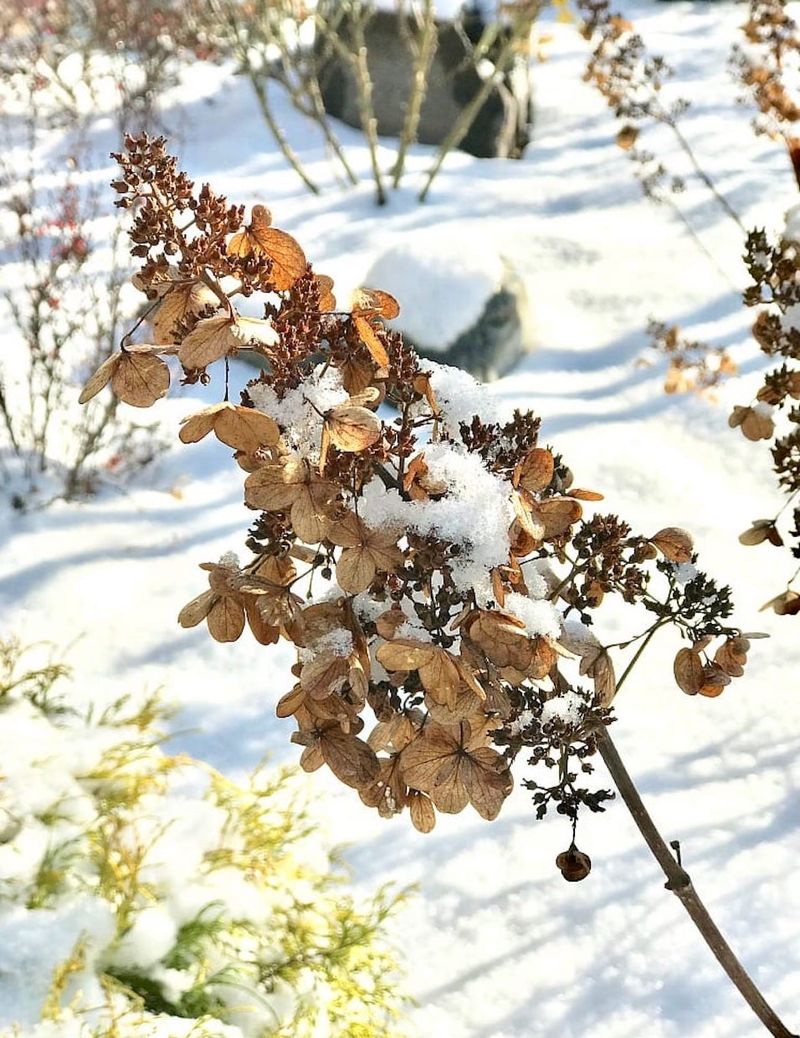 Panicle Hydrangea (Hydrangea paniculata)
