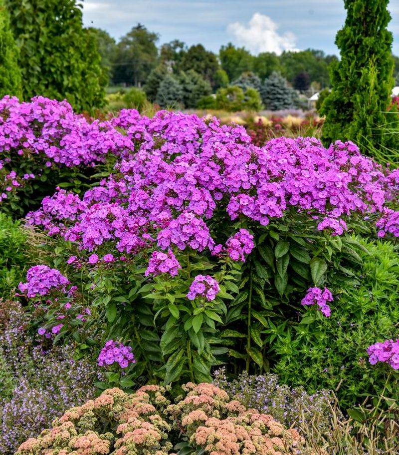 Garden Phlox
