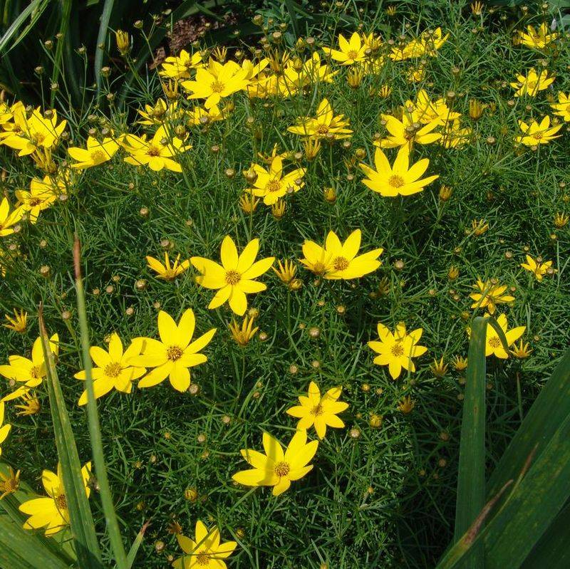 Coreopsis 'Zagreb' (Threadleaf Coreopsis)