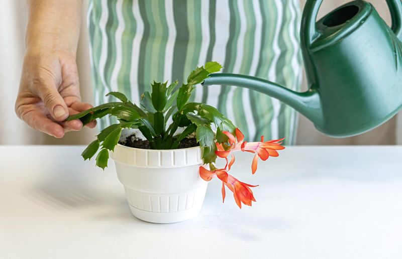 Reduce Watering Frequency in the Fall