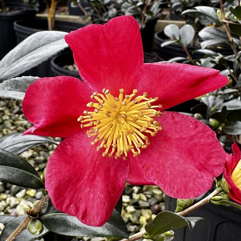Yuletide Sasanqua